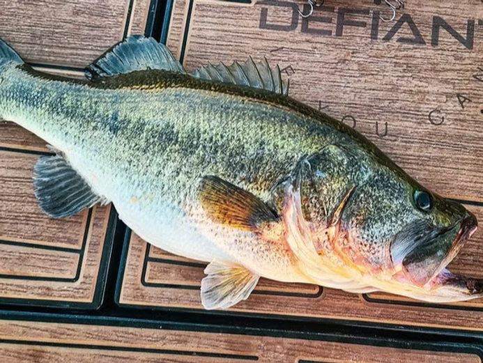 How can Castaway Customs design services bring your dream SeaDek project to life?